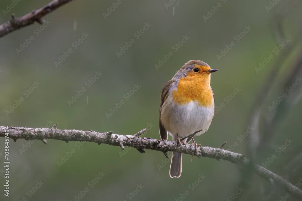 Petirrojo Europeo (Erithacus rubecula) en una rama Petirrojo Europeo (Erithacus rubecula) en una rama