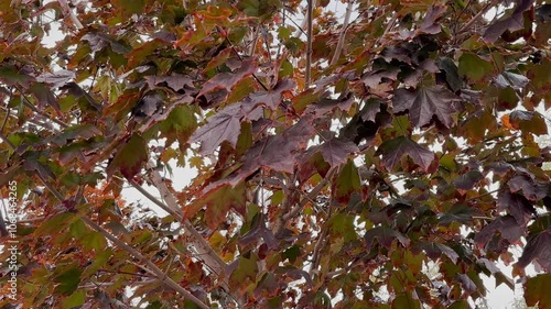 In autumn, when yellow leaves fall from the trees and swaying in the wind. photo