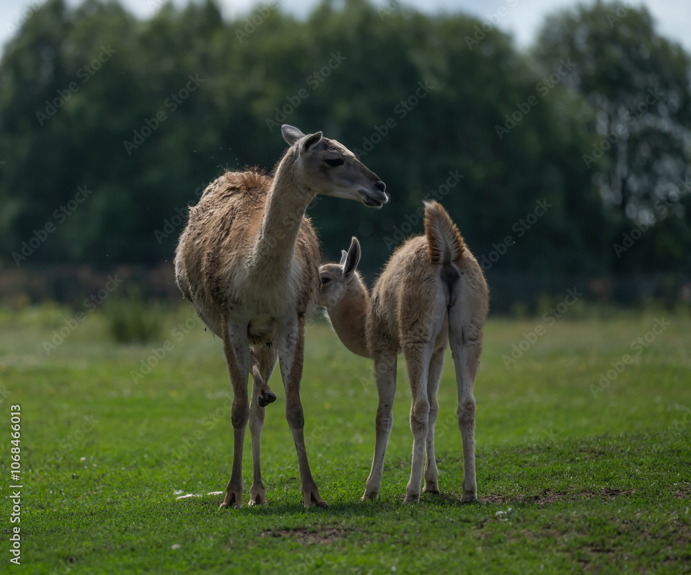 Guanaco Mother and Calf in Open Field Guanaco Mother and Calf in Open Field