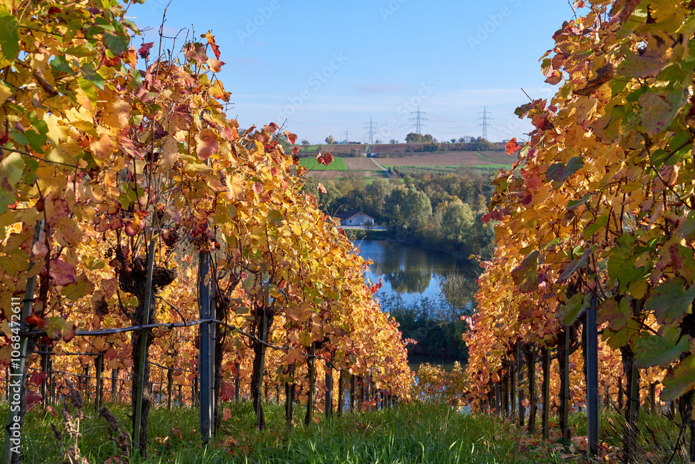 Fototapeta premium Picturesque Autumn Vineyards on European River Slopes: Scenic Illustration of Wine Country Landscape. Golden Foliage, Blue Sky, and Green Grass Capture the Essence of Winemaking Regions