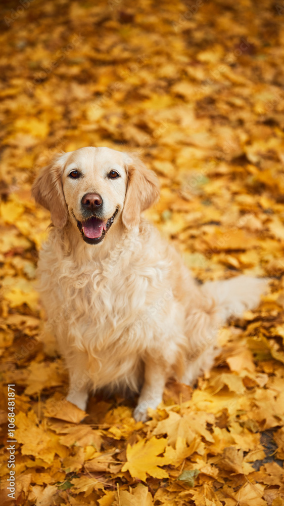 Aerial view photo of calm, cute purebred golden retriever dog sitting surrounded bring fall leaves. Concept of mature people in modern lifestyle, recreation, retirement time. Aerial view photo of calm, cute purebred golden retriever dog sitting surrounded bring fall leaves. Concept of mature people in modern lifestyle, recreation, retirement time.