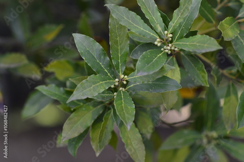 hojas de laurel en el árbol listas para recoger y cocinar
