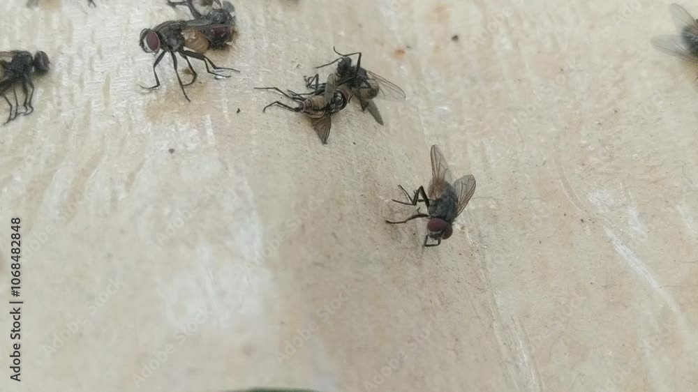 Detailed shot of flies caught on a glue trap, emphasizing efficient insect management. The focus on the adhesive surface showcases the success of fly control techniques on a light background. Detailed shot of flies caught on a glue trap, emphasizing efficient insect management. The focus on the adhesive surface showcases the success of fly control techniques on a light background.