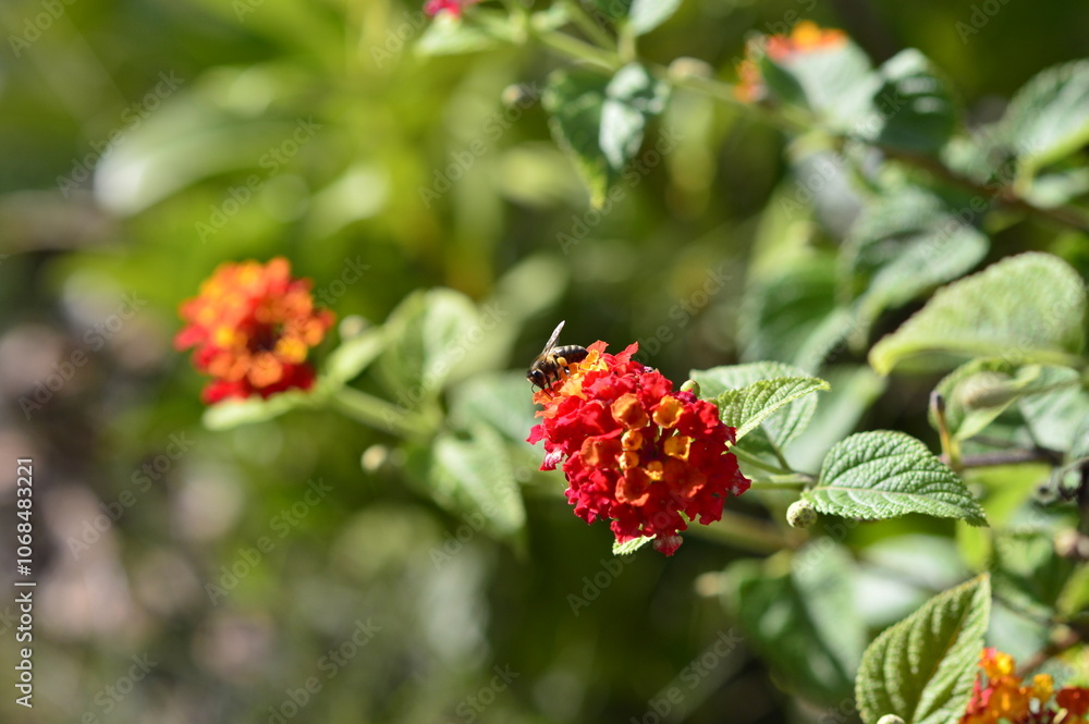 abeja recogiendo polen en las flores abeja recogiendo polen en las flores