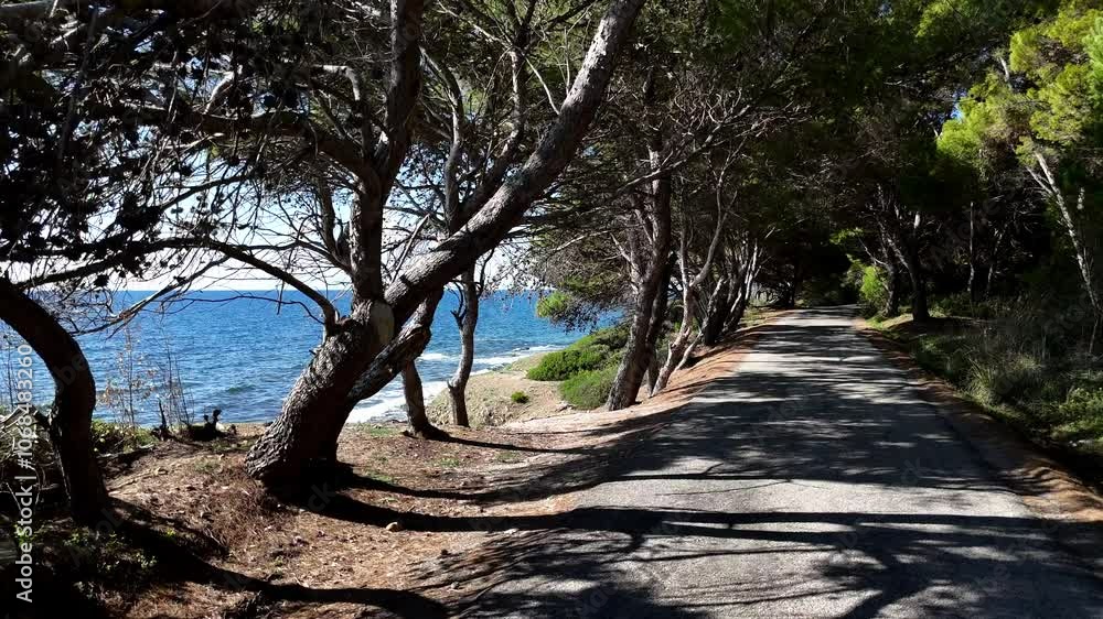 Tree-lined avenue of a pine forest by the sea. Cilento, Italy.
Drone pass in an avenue under the maritime pines typical of the Italian coast. Tree-lined avenue of a pine forest by the sea. Cilento, Italy.
Drone pass in an avenue under the maritime pines typical of the Italian coast.