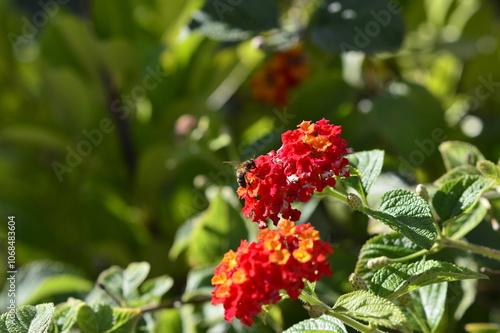 abeja recogiendo polen en las flores