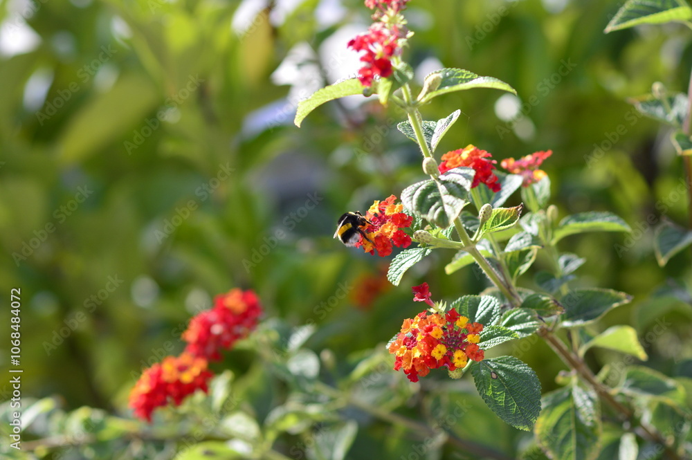 abeja recolectando polen de las hojas abeja recolectando polen de las hojas