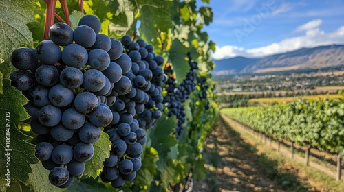 Ripe Grapes in a Vineyard photo