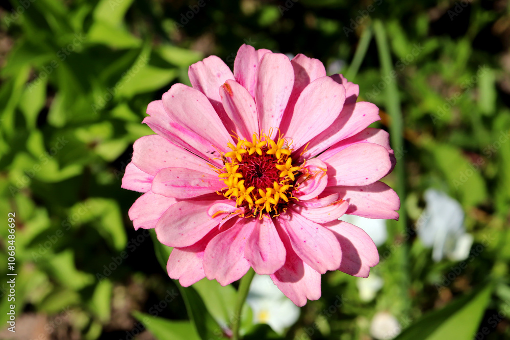 Obraz premium Delicate pink zinnia on a green background and white violets in the garden on a sunny summer day - horizontal photo, close-up, top view