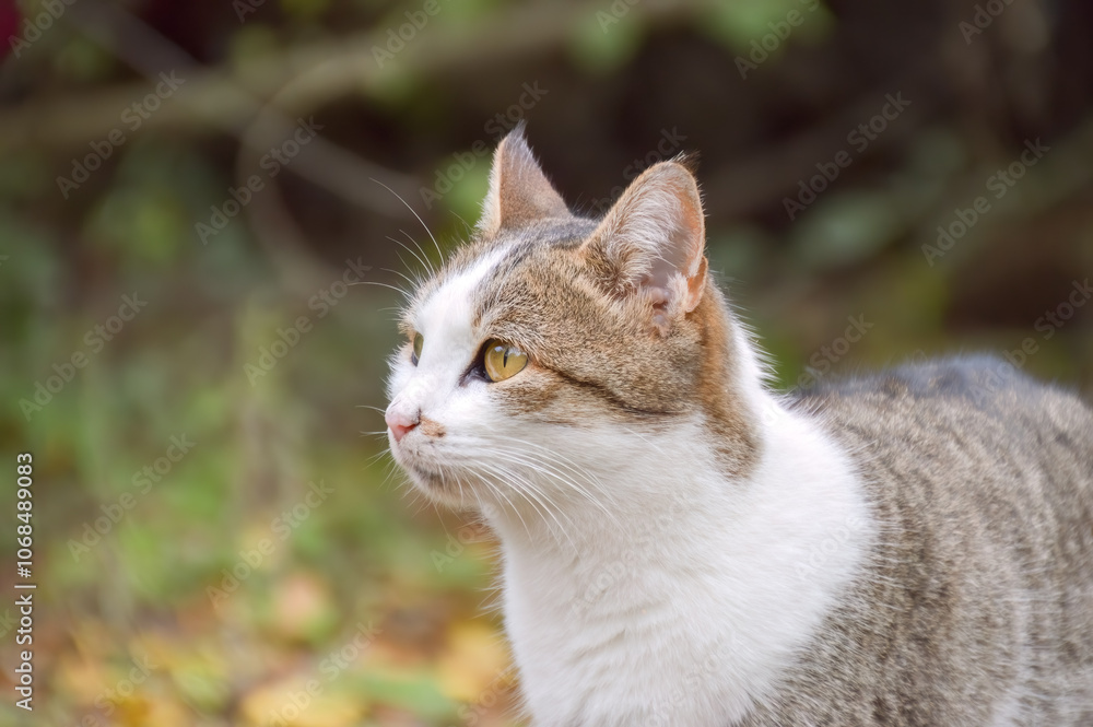 Portrait of a cute domestic cat Portrait of a cute domestic cat