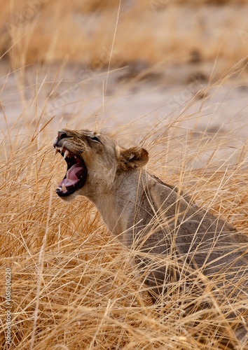 Yawing lion in the savannah photo