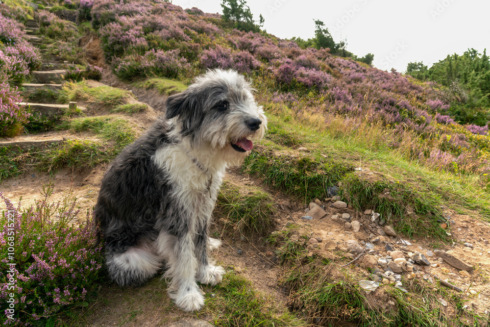 A dog and blooming heather in Rebild Bakker in Denmark A dog and blooming heather in Rebild Bakker in Denmark