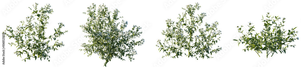 Set of Aster albescens (Shrubby aster) frontal isolated png on a transparent background perfectly cutout Set of Aster albescens (Shrubby aster) frontal isolated png on a transparent background perfectly cutout