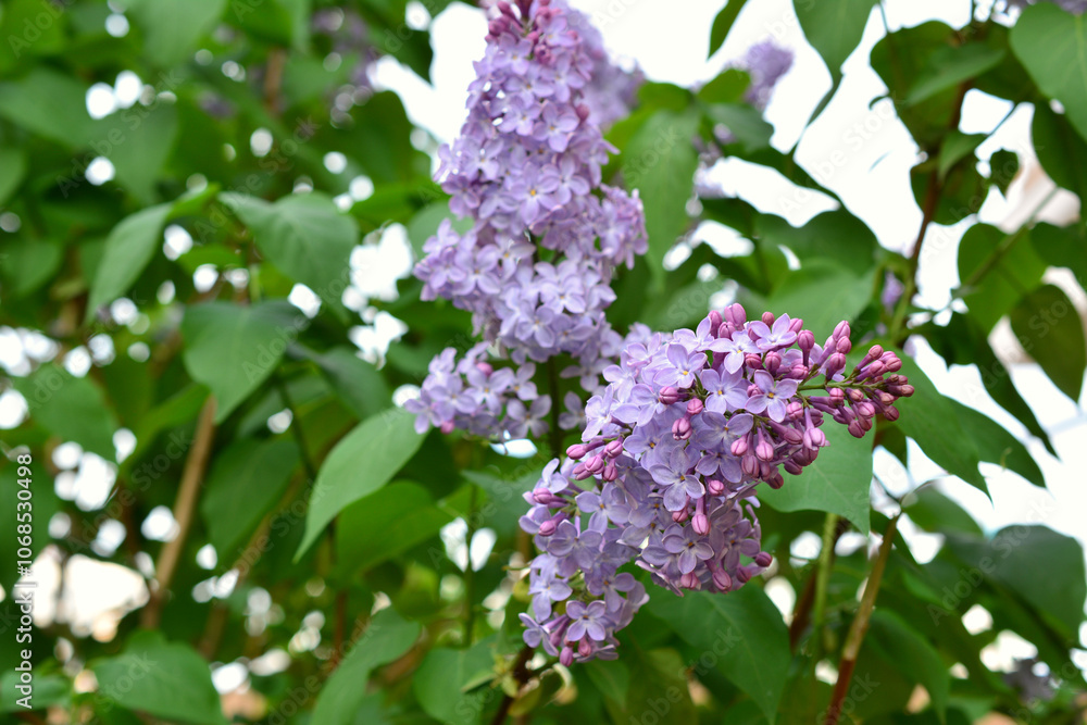 a cluster of purple lilac flowers on the branch with green leaves a cluster of purple lilac flowers on the branch with green leaves