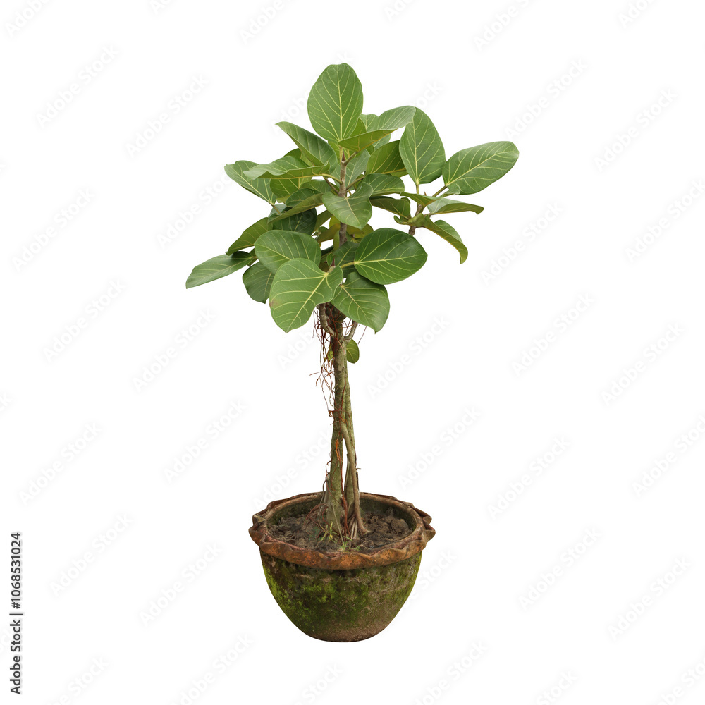 Young Fiddle Leaf Fig Plant in Rustic Pot isolated on transparent background Young Fiddle Leaf Fig Plant in Rustic Pot isolated on transparent background