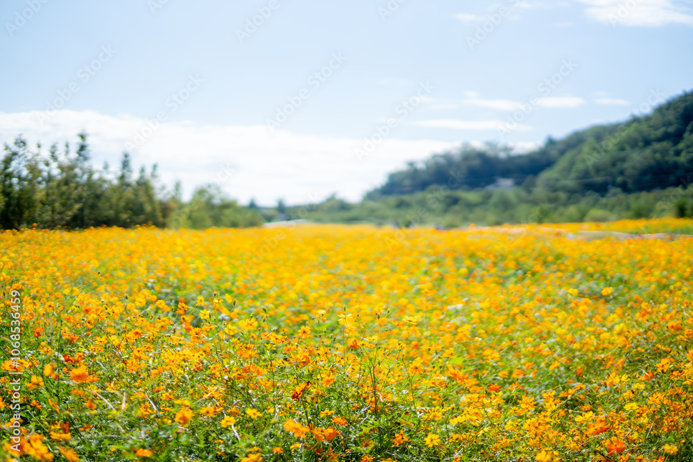 Obraz premium 황화코스모스