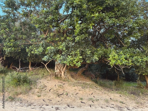 Ancient large carob tree with ripe carobs in September.
