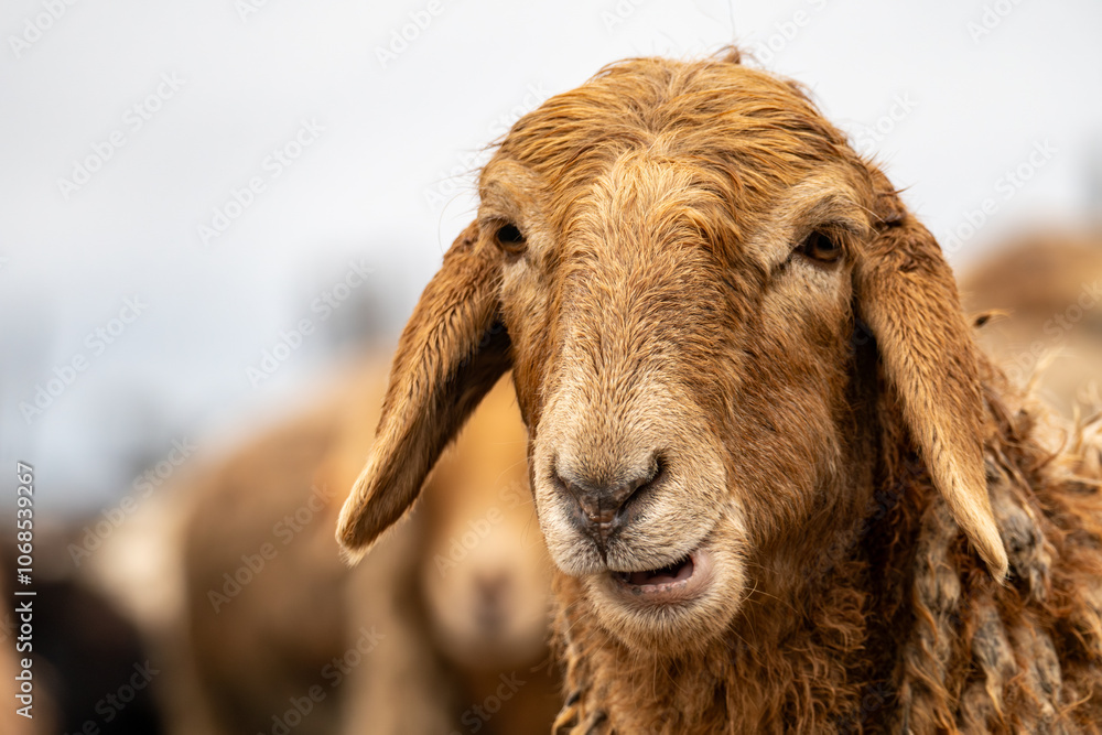 sheep's head close-up. herd of sheep are grazing in a field. The sheep are all different colors and sizes. Some are brown and white, while others are white and brown. the field sheep's head close-up. herd of sheep are grazing in a field. The sheep are all different colors and sizes. Some are brown and white, while others are white and brown. the field