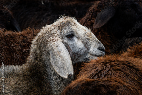 The concept of sheep farming in the village. a young lamb stands against the background of a flock of sheep on the farm. photo