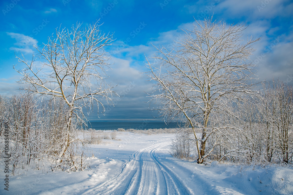forest covered with snow. winter morning by the sea forest covered with snow. winter morning by the sea