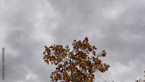 In autumn, when yellow leaves fall from the trees and swaying in the wind. photo