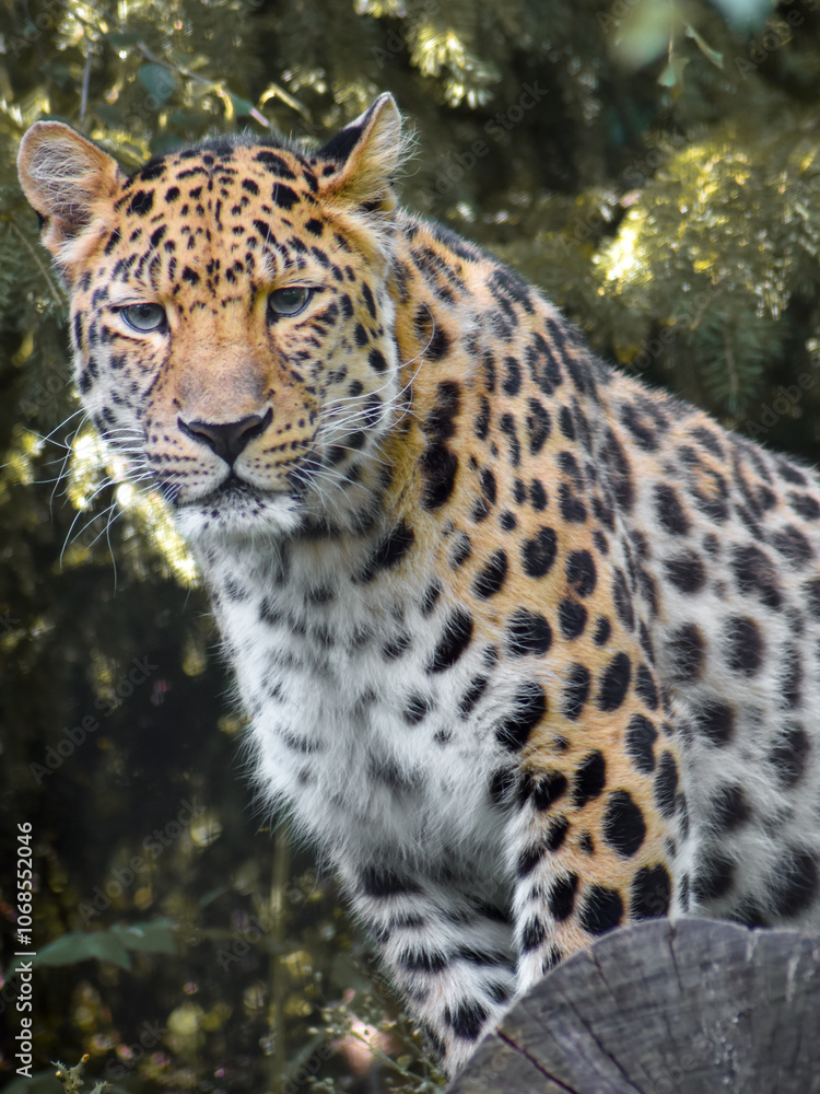 Naklejka premium close up portrait of a leopard