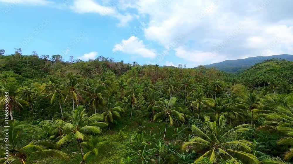 First person view flying low over the lush foliage of the Philippines rainforests. First person view flying low over the lush foliage of the Philippines rainforests.