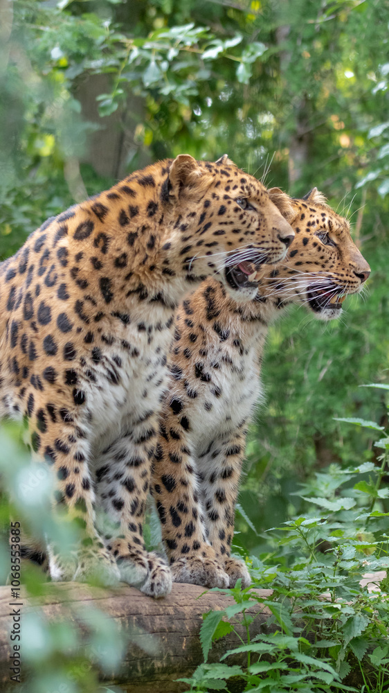 Fototapeta premium leopards meeting