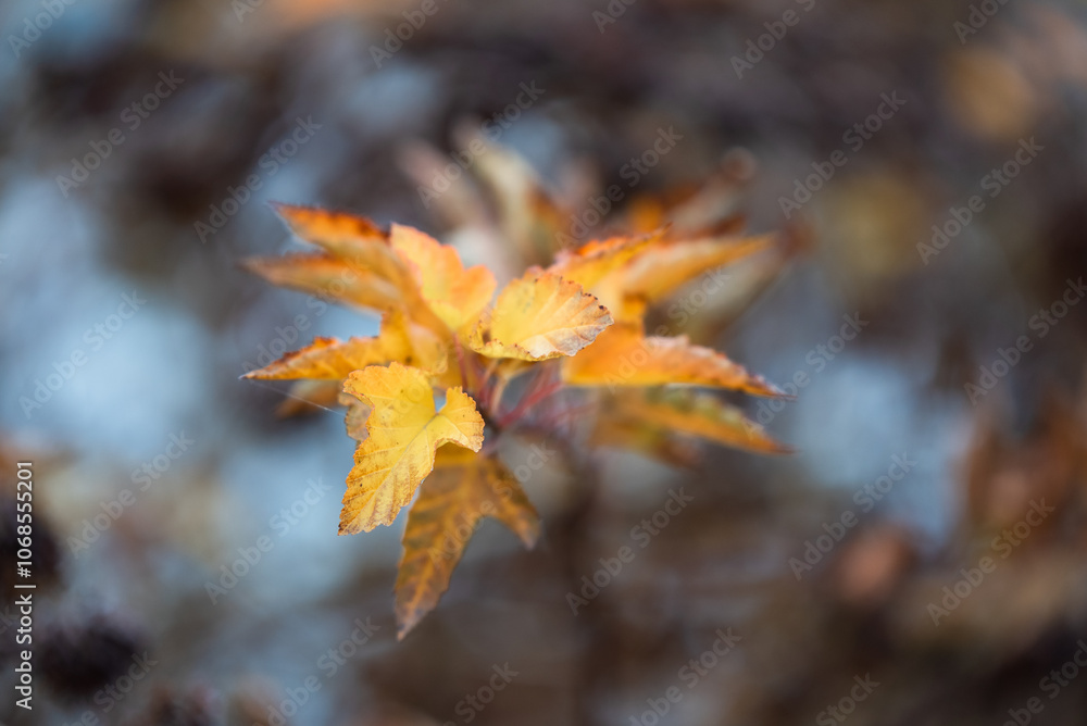 Suche kwiaty Pęcherznica kalinolistna (Physocarpus opulifolius) w mrozie o świcie Suche kwiaty Pęcherznica kalinolistna (Physocarpus opulifolius) w mrozie o świcie