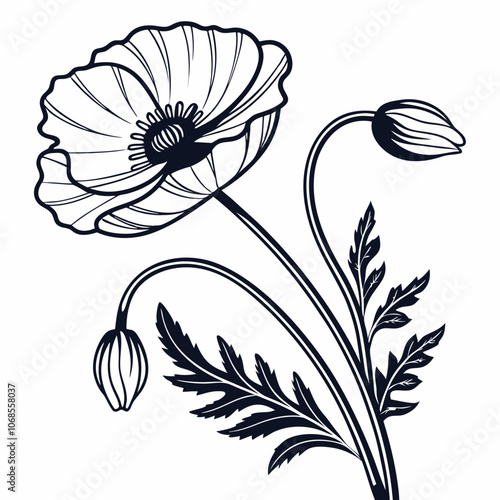 Poppy flower  vector illustration 