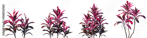 Set of Cordyline fruticosa (common names ti plant, palm lily, cabbage palm) palm-like plant frontal isolated png on a transparent background perfectly cutout high resolution