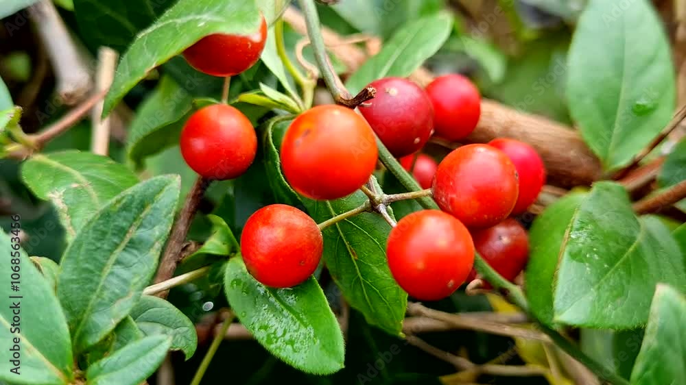 Round red wild berries surrounded by green leaves Round red wild berries surrounded by green leaves