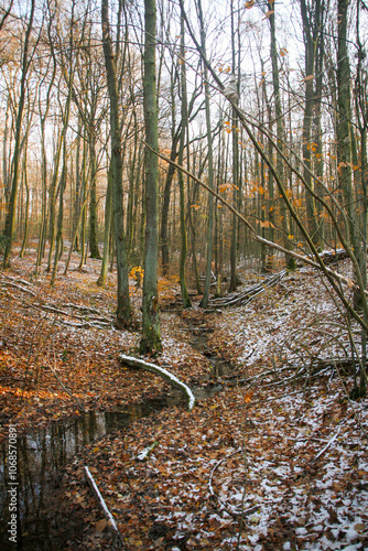 Small stream going through a snowy late autumn forest with bright prange leafs, North Rhine-Westphalia, Germany photo