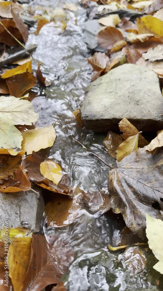 running water between leaves in the forest