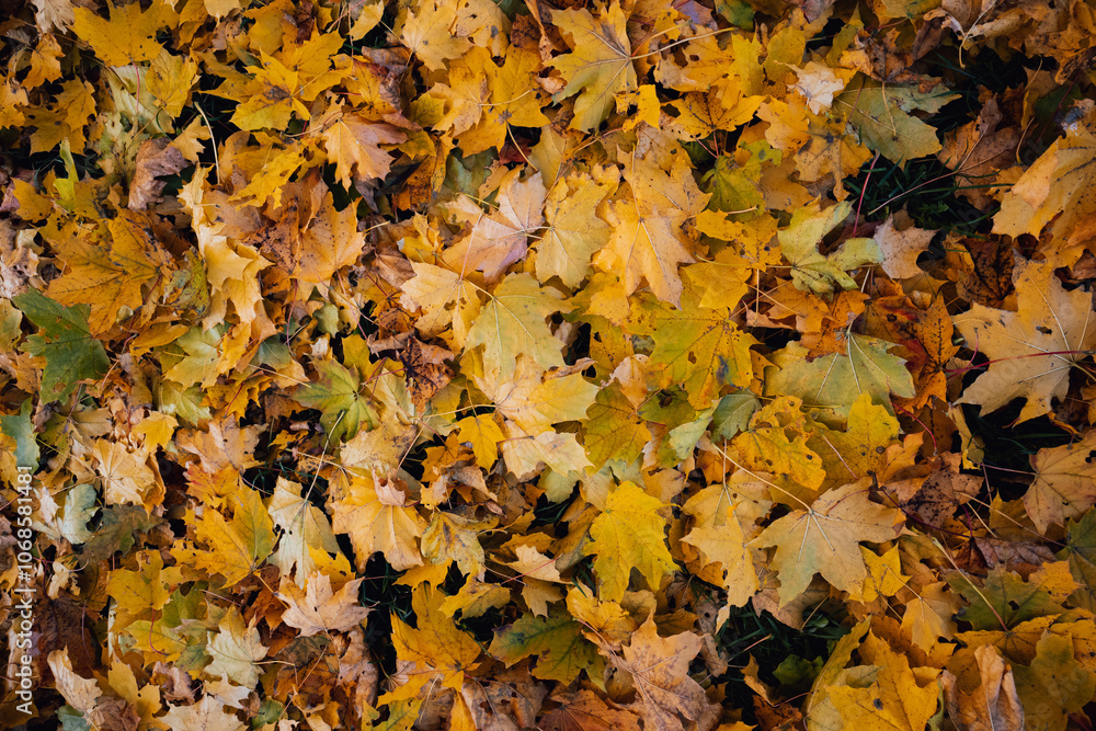 Autumn, fallen leaves, covers the ground with its colorful blanket.