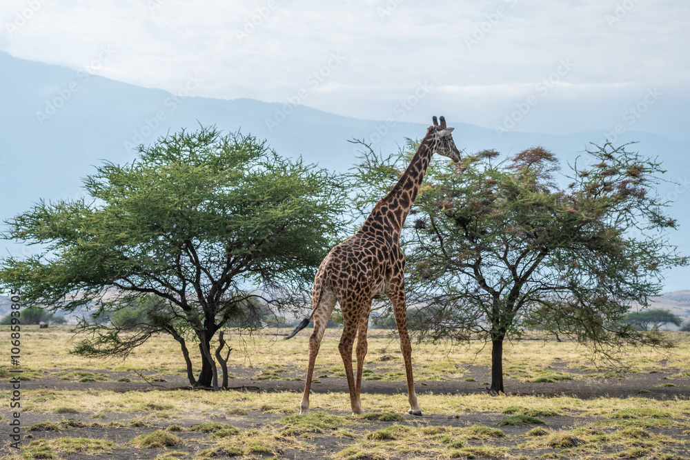 Fototapeta premium Large herd of giraffes is eating leaves under a tree, Ol Doinyo Lengai, Tanzania