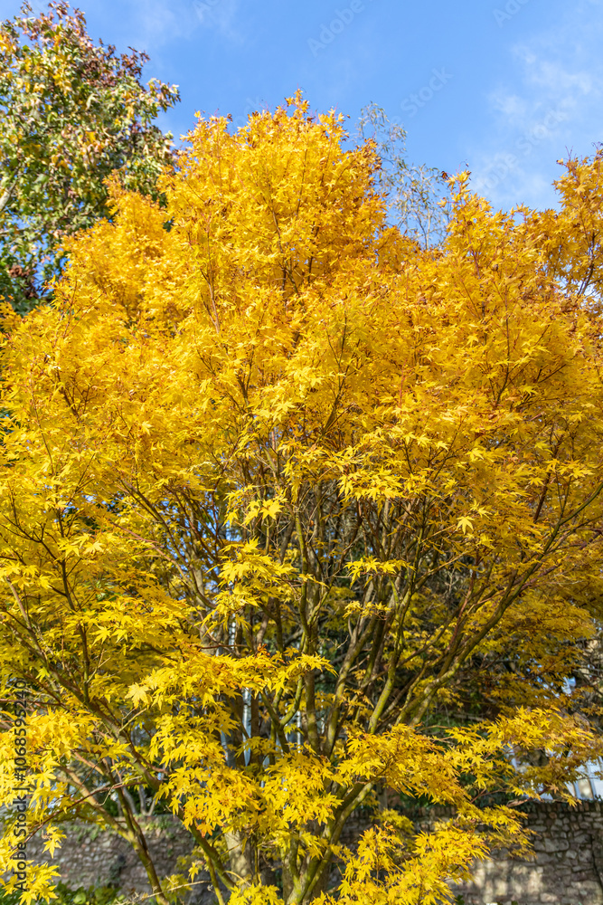 Beautiful bright yellow tree at autumn fall Beautiful bright yellow tree at autumn fall
