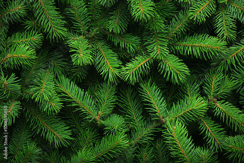 Captivating Pine Tree Imagery: Branches, Needles, and Natural Beauty