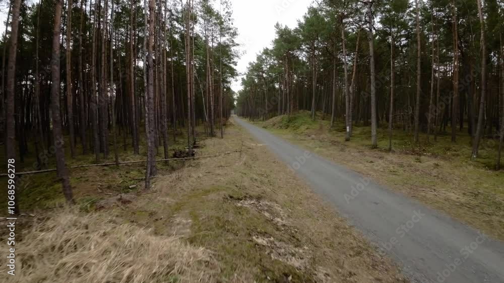 Dense Forest with Path Near Baltic Sea
Dense Forest with Path Near Baltic Sea