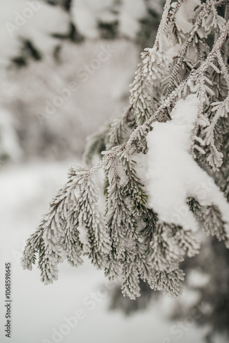 a white spruce branch in the snow in the winter forest photo