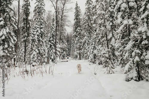 A white dog runs in the winter forest photo