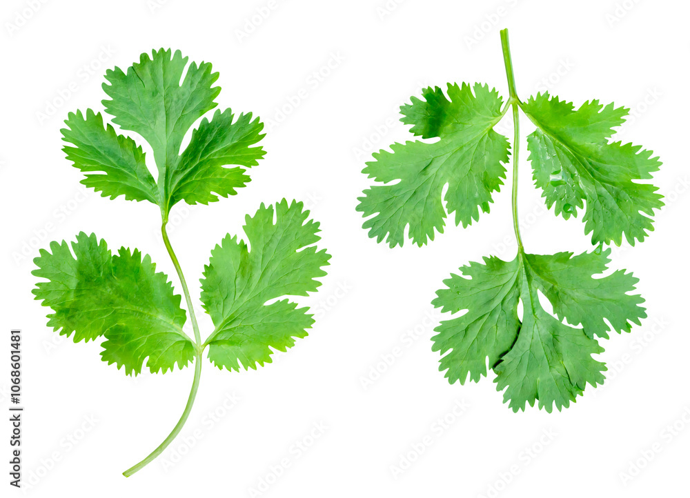Top view set of fresh green coriander leaves isolated on white background with clipping path Top view set of fresh green coriander leaves isolated on white background with clipping path