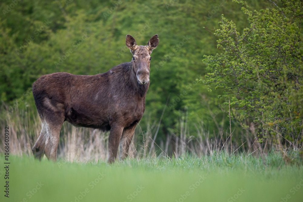Mammals female moose (Alces alces) Moose in lush green Mammals female moose (Alces alces) Moose in lush green