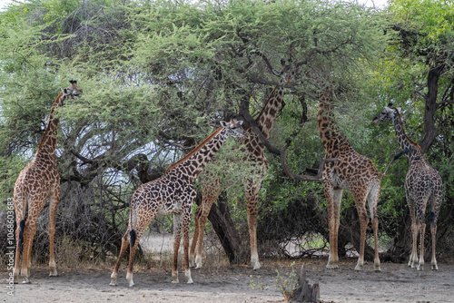 Large herd of giraffes is eating leaves under a tree, Ol Doinyo Lengai, Tanzania photo