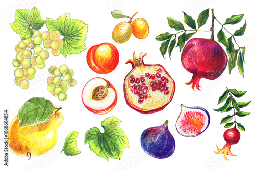 Food Illustrations Vegetables and fruits Colored Pencils. Clipart Sketches of Food. Pomegranate, grapes, peach, fig, Ximenia, Quince