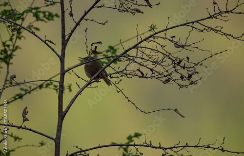 Northern house wren posing on tree branches. Troglodytes aedon photo