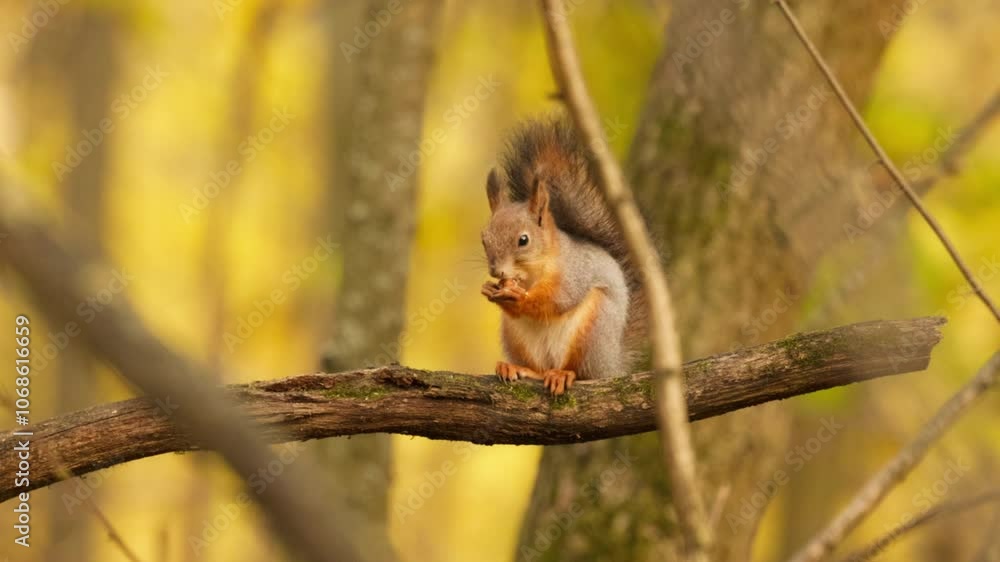 Exploring the vibrant woods as a squirrel gathers food amidst golden autumn leaves Exploring the vibrant woods as a squirrel gathers food amidst golden autumn leaves