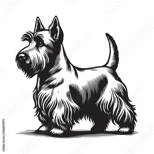 Scottish Terrier dog standing pose looking left or right clean vector illustration on white background, clean vector silhouettes outlines  