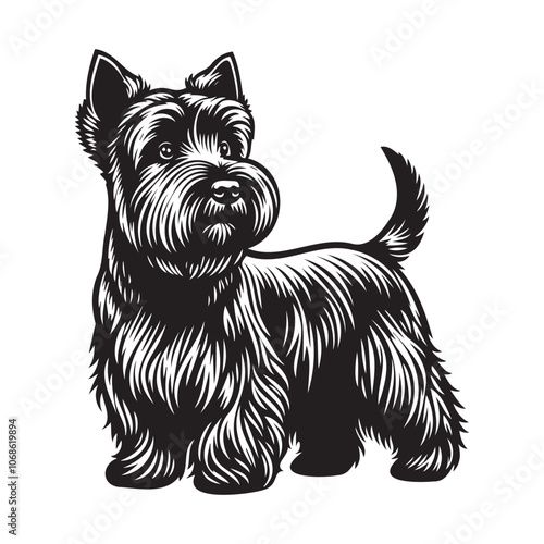 Scottish Terrier dog standing pose looking left or right clean vector illustration on white background, clean vector silhouettes outlines  