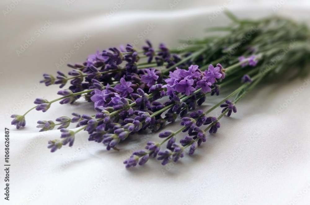 bunch of lavender isolated on white bunch of lavender isolated on white